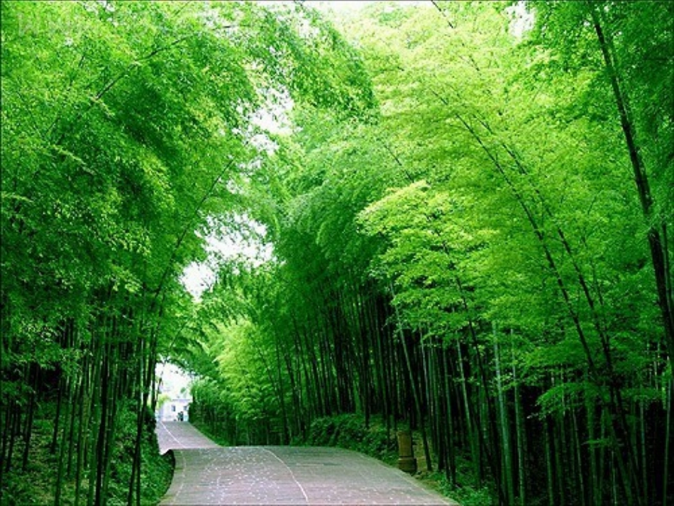 梅兰竹菊“四君子”第二课时_第2页