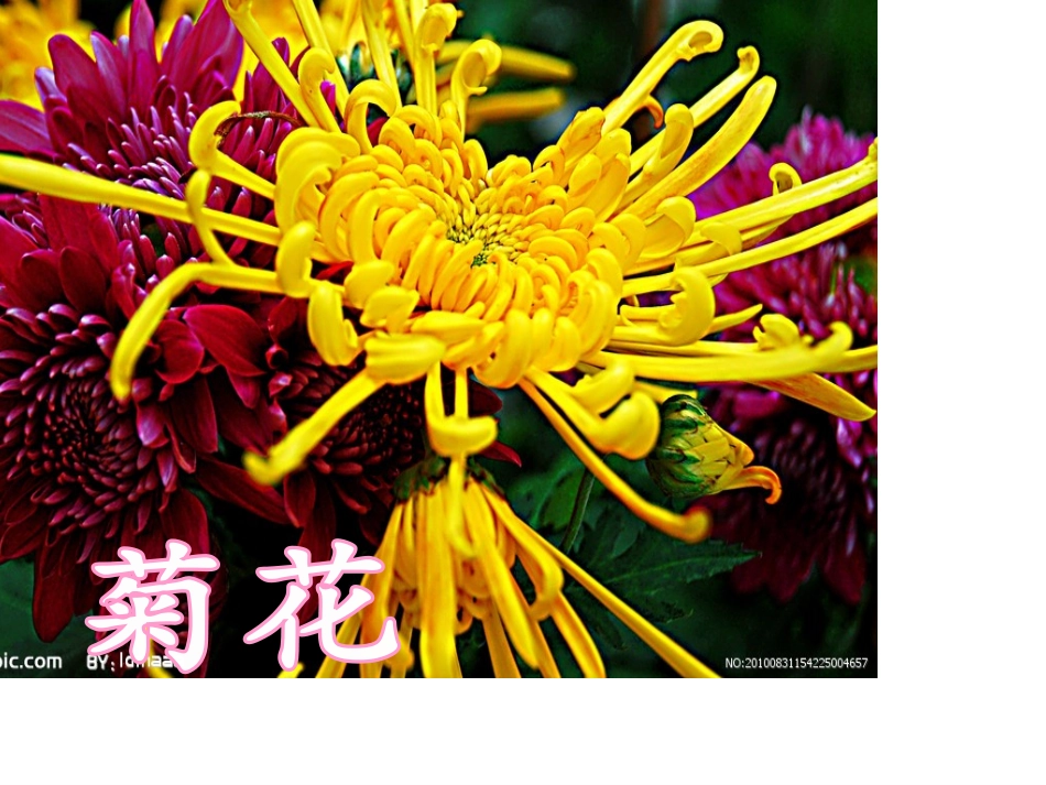 一株紫丁香(1)_第1页