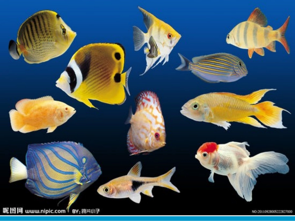 谁画的鱼最大_第3页