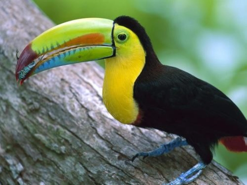 苏教版五年级语文上册_习作2(1)_第1页