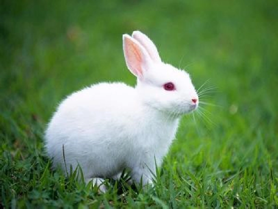 苏教版五年级语文上册_习作2(1)_第2页