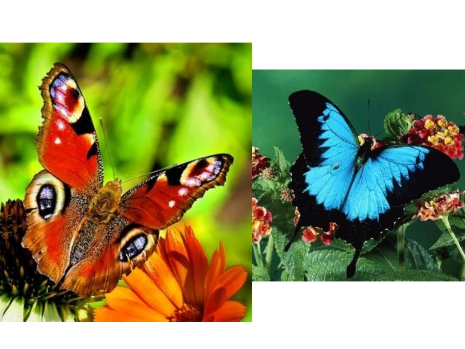 苏教版五年级语文上册_习作2(1)_第3页