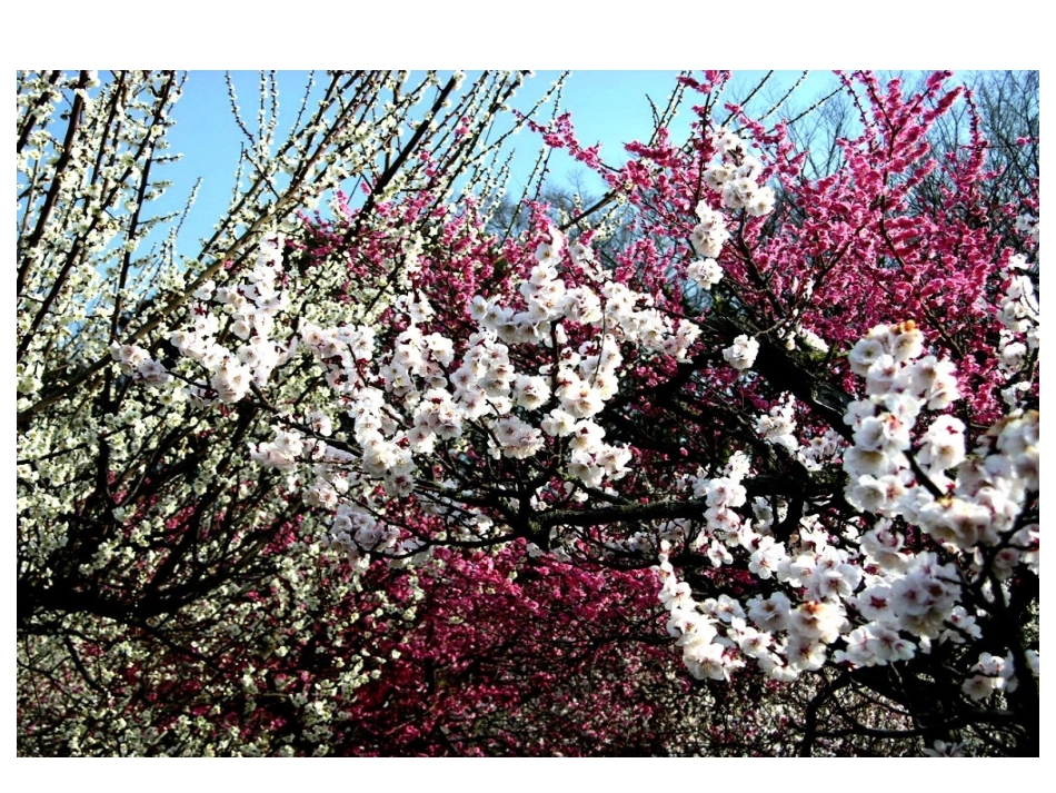 苏教版国标本语文一年级下册《春到梅花山》课件_第1页