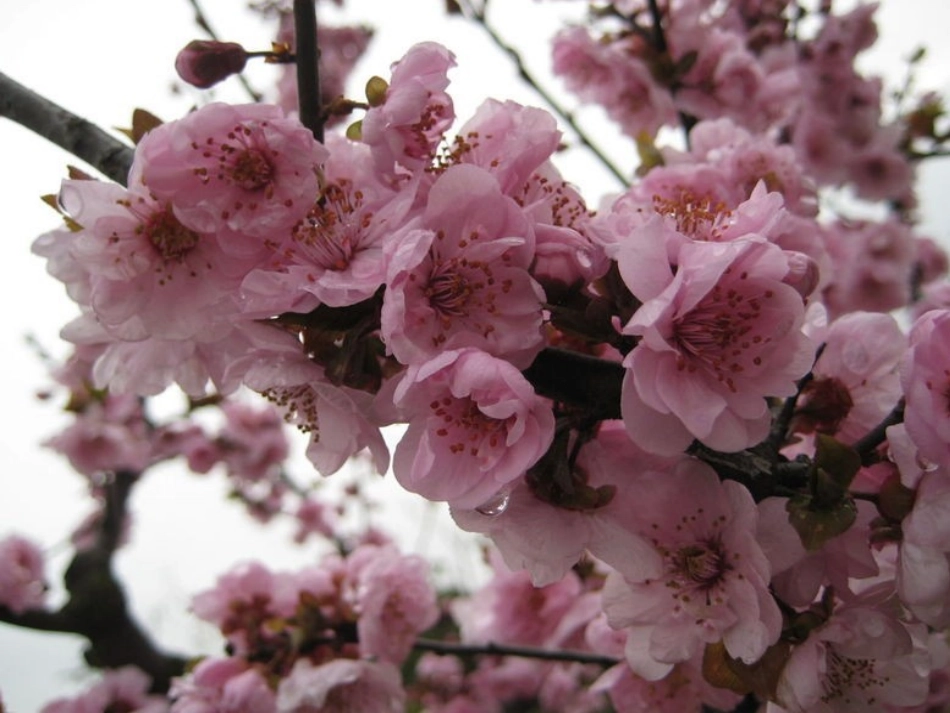 苏教版国标本语文一年级下册《春到梅花山》课件_第2页