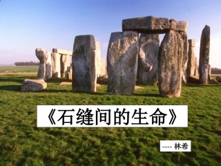 七年级语文上册《石缝间的生命》课件 上海五四制版