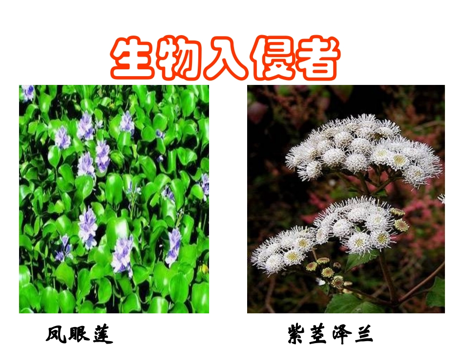 人教版八年级语文上册原创第19课《生物入侵者》（课件）_第3页