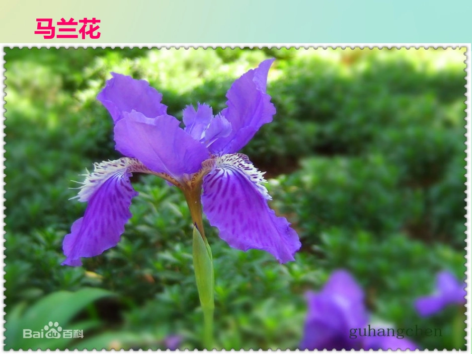 马兰花开课件_第3页