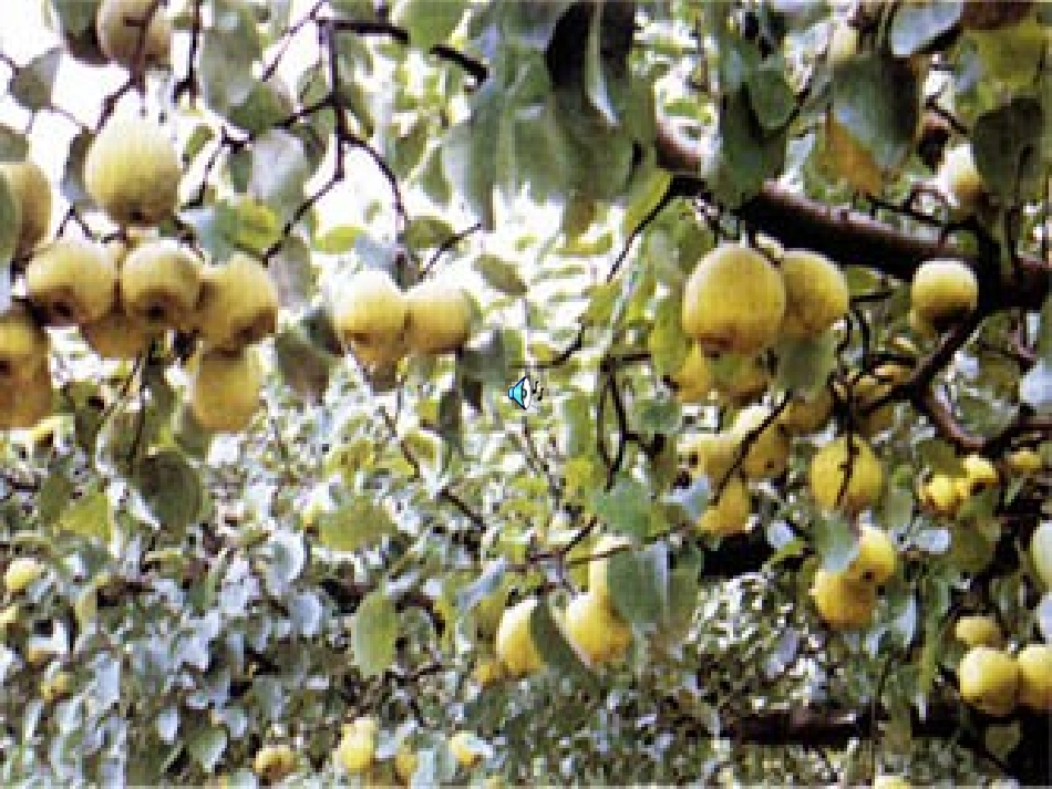 秋天的雨1-2_第3页