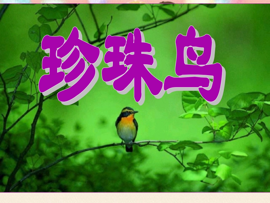 《珍珠鸟》课件1_第1页