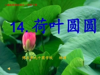 《荷叶圆圆》课件杨靖