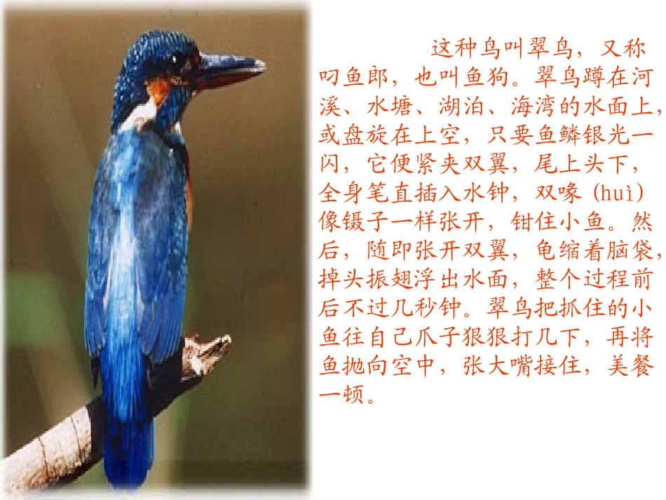 《翠鸟》课件 (3)_第2页