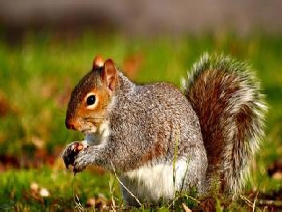 《跑进家里的松鼠》课件_第2页