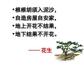 《落花生》课件1