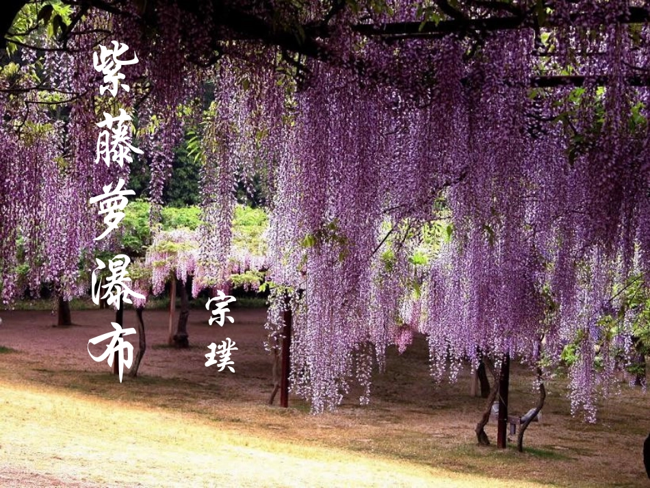 《紫藤萝瀑布》参考课件1_第1页