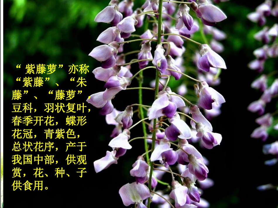 《紫藤萝瀑布》参考课件1_第2页