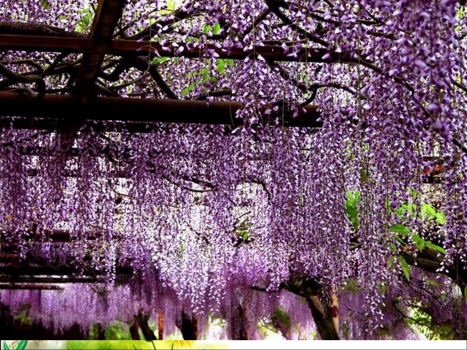 《紫藤萝瀑布》参考课件1_第3页