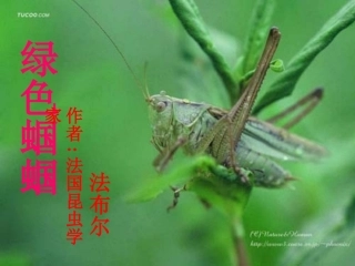 《绿色蝈蝈》课件 (3)