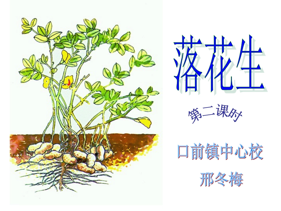 《落花生》教学课件_第1页