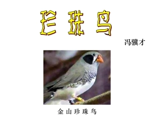《珍珠鸟》课件