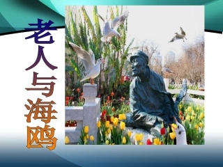 《老人与海鸥》课件1 (2)