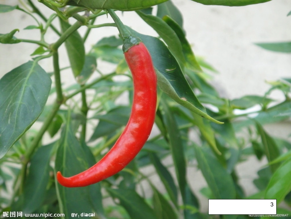 《菜园里》PPT (2)_第3页