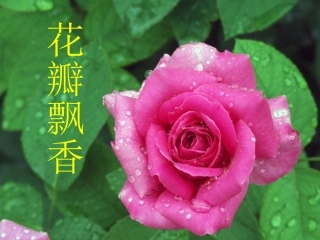 《花瓣飘香》课件