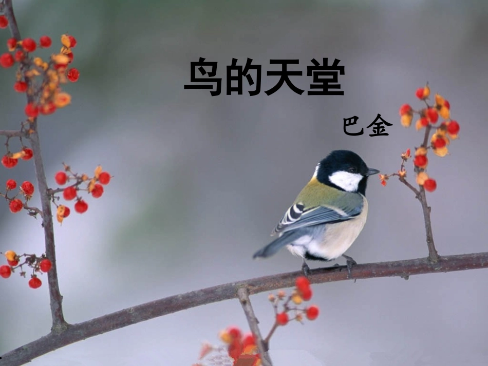 《鸟的天堂》课件5_第1页