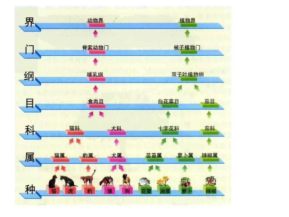 【全国百强校】四川省成都市第七中学高中化学人教版必修一课件：第二章第一节物质的分类（共17张PPT） (3)_第2页