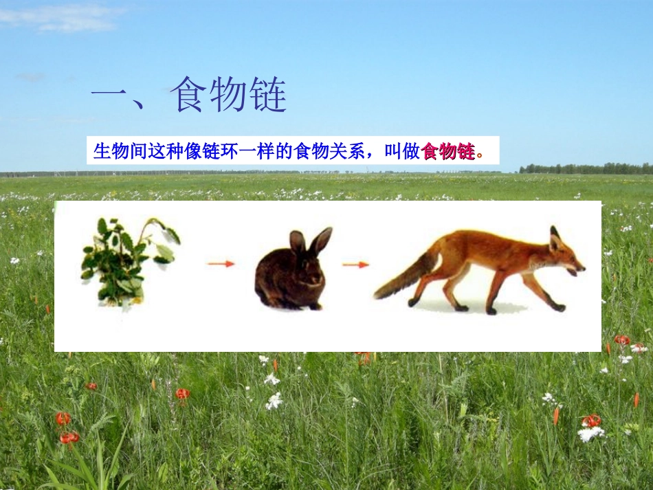《食物链和食物网》课件_第2页