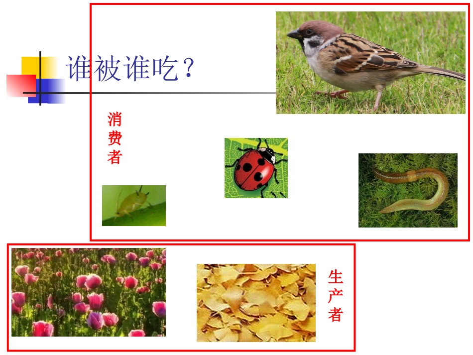 《食物链和食物网》课件_第3页