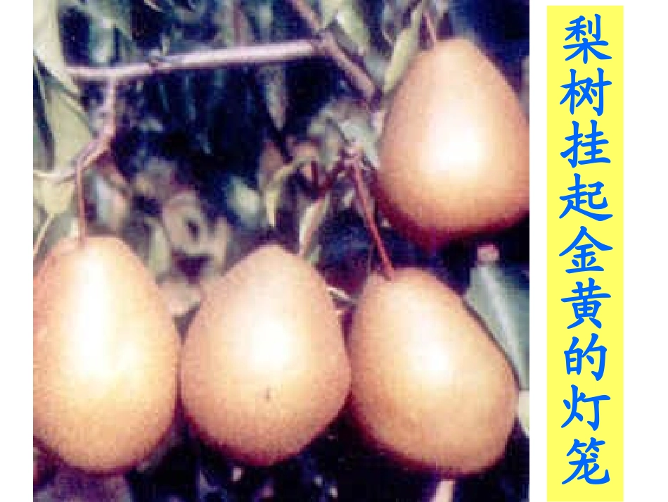 《秋天的图画》课件-副本_第3页