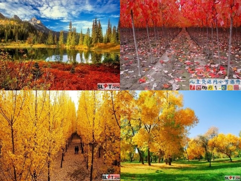 《秋天的雨》课件6[1]_第2页