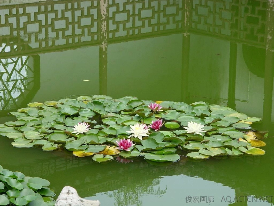 《陈思思：荷叶圆圆》课件_第3页