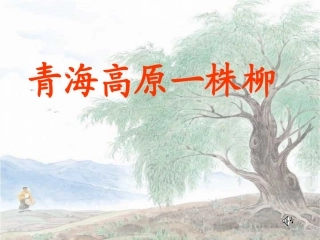 《青海高原一株柳》