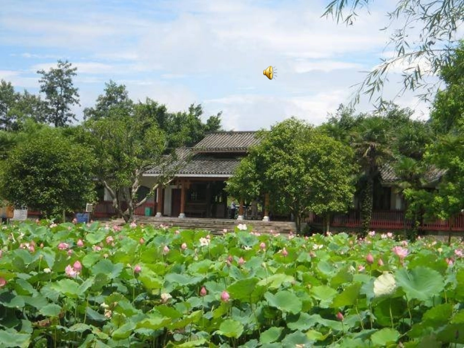 《莲叶青青》课件_第2页