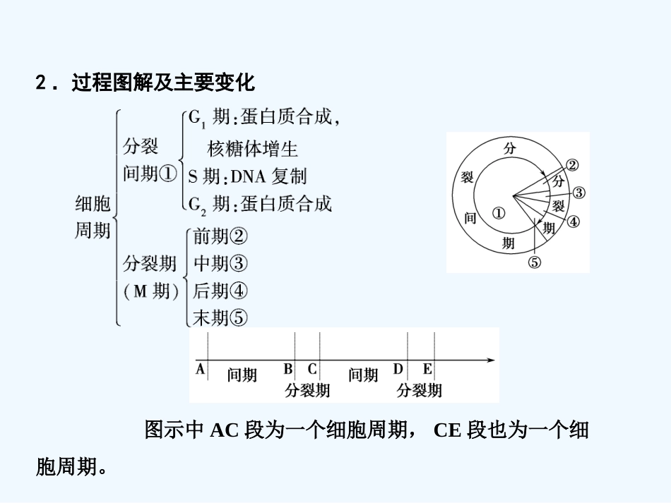 【创新设计】2011届高考生物一轮复习 第四单元 学时10 细胞的增殖课件 浙科版必修1_第2页