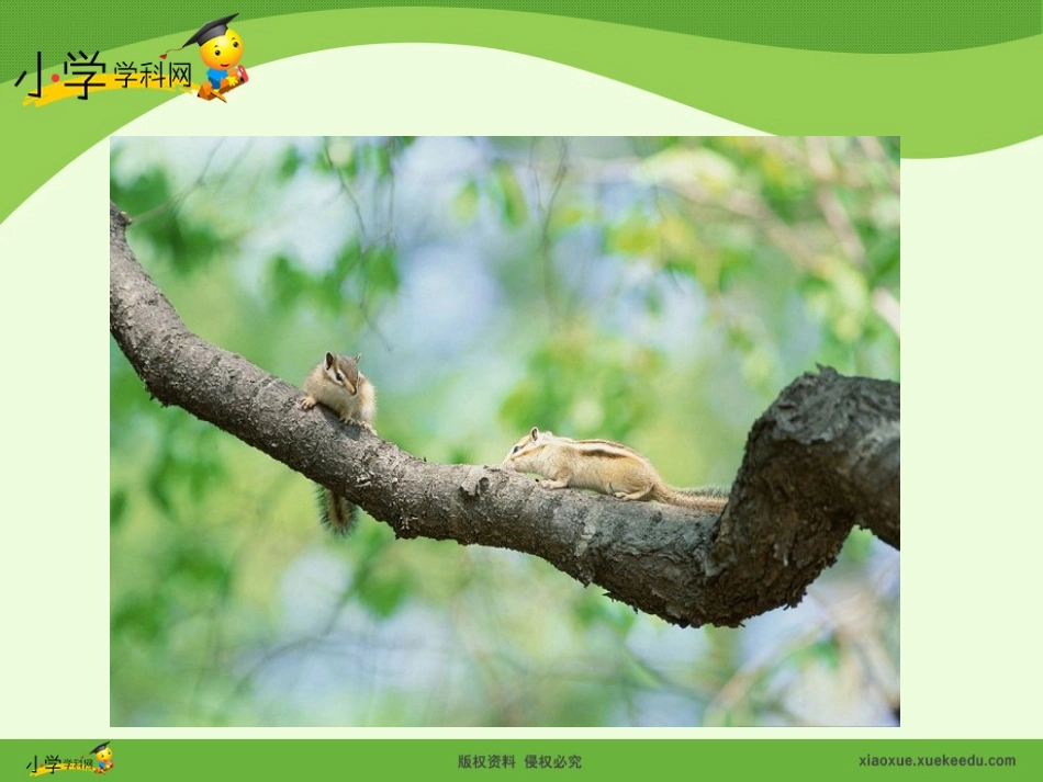 《那只松鼠》课件_第3页