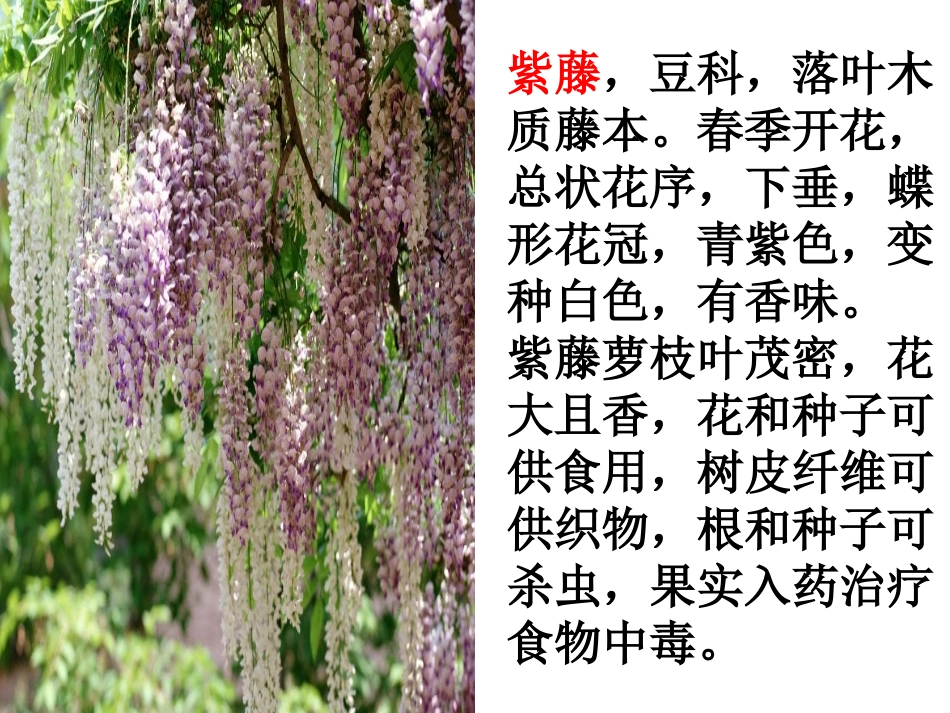 《紫藤萝瀑第一课时_第3页