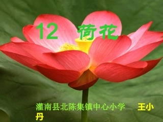 《荷花》PPT之一课件(人教版三年级语文下册课件) (2)