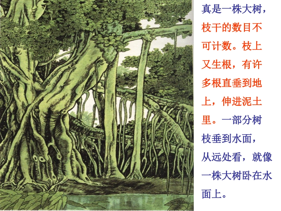 《鸟的天堂》六上1_第2页