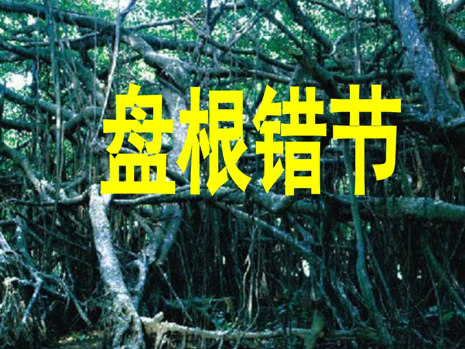 《鸟的天堂》六上1_第3页