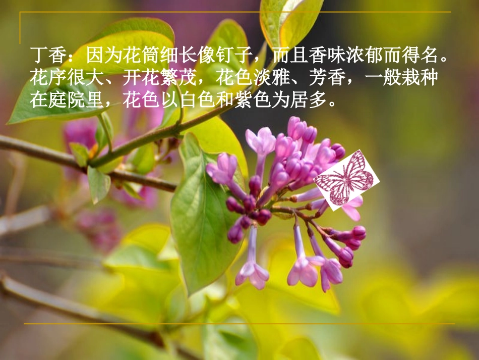 《窗前一株紫丁香》课件(语文S版二年级语文上册课件)_第2页