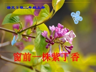 《窗前一株紫丁香》课件(语文S版二年级语文上册课件)