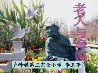 《老人与海鸥》 (2)