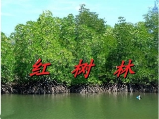 《红树林》PPT课件君丽