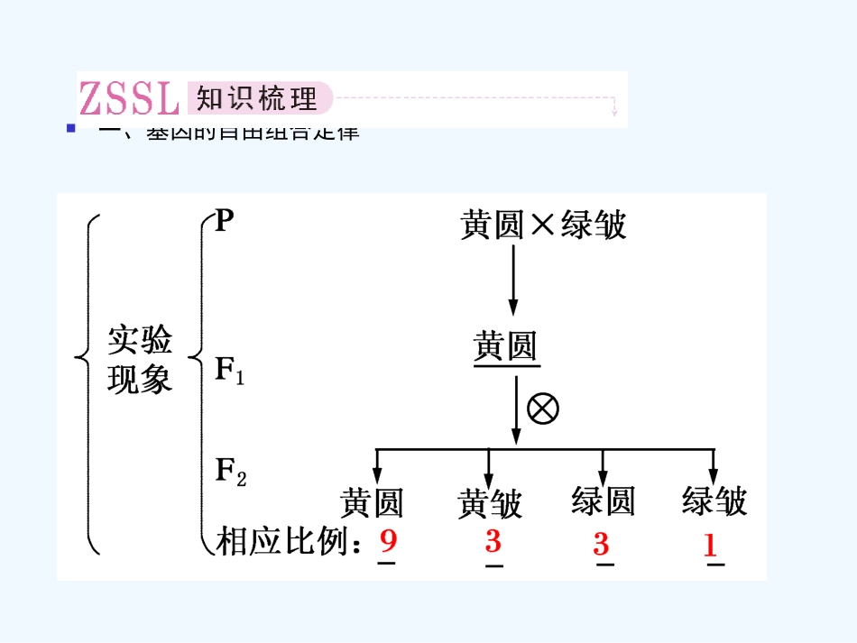 【精品】2011届高考生物第一轮复习经典学案 4-7 基因的自由组合定律课件_第3页