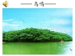 《鸟的天堂》课件