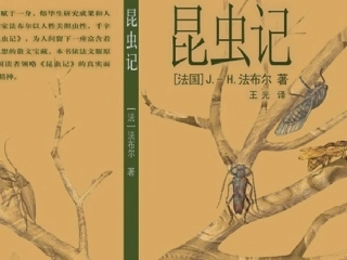 《绿色蝈蝈》课件1