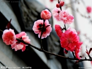 《落花生》 (2)