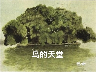 《鸟的天堂》课件6
